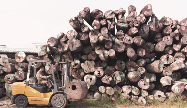 ��ľ�Ҿ���ҵ�ܷ�ɳ�����չ��ľ�������׵����